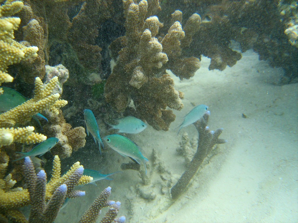 Reef & Marine Life